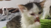 Auch in Krems wurde Parvovirose bei sechs Babykatzen nachgewiesen. Mit dem Dechanthof hänge der ...
