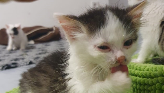 Auch in Krems wurde Parvovirose bei sechs Babykatzen nachgewiesen. Mit dem Dechanthof hänge der ...