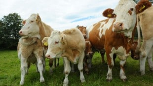 Kühe auf unseren Almen gehören zur Kulisse, diese Haltung ist außerdem die schönste