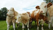 Kühe auf unseren Almen gehören zur Kulisse, diese Haltung ist außerdem die schönste