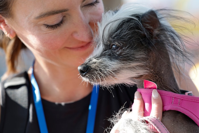Den dritten Platz machte der Chinesische Schopfhund „Poppy“.
