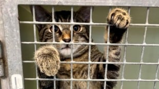 Viele Tiere warten verzweifelt auf einen schönen Lebensplatz.