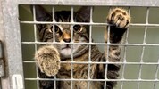 Viele Tiere warten verzweifelt auf einen schönen Lebensplatz.