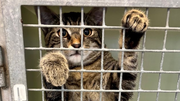Viele Tiere warten verzweifelt auf einen schönen Lebensplatz.