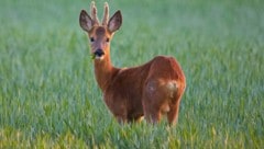 Immer wieder werden im Innviertel Tiere illegal erlegt. Das sorgt für Unruhe.