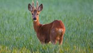 Immer wieder werden im Innviertel Tiere illegal erlegt. Das sorgt für Unruhe.