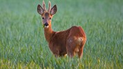 Immer wieder werden im Innviertel Tiere illegal erlegt. Das sorgt für Unruhe.