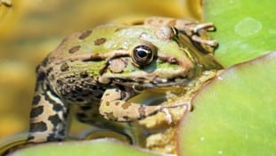 Im Liebestaumel verlieren quietschlebendige Frösche oft die Beherrschung.