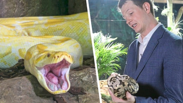 Ob der beliebte Albino-Python (li.) das „Opfer“ ist, wollte Zoodirektor Schreiner (re.) nicht ...