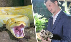 Ob der beliebte Albino-Python (li.) das „Opfer“ ist, wollte Zoodirektor Schreiner (re.) nicht ...