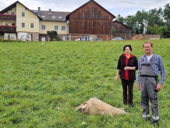 Bei diesen Waldviertler Bauern schlug der Wolf direkt beim Hof zu.