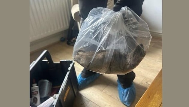 Die Ratte war über einen halben Meter lang und wurde in einem Wohnhaus in Großbritannien ...