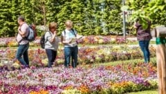 Buntes Blütenmeer in Schärding