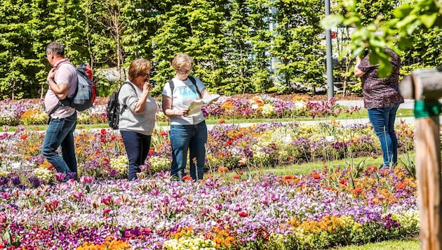 Buntes Blütenmeer in Schärding