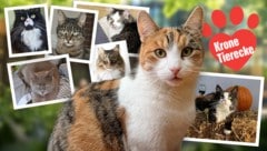 „Holly“, „Merlin“, „Smithi“ und viele weitere Samtpfoten sind alle verbunden durch dasselbe ...