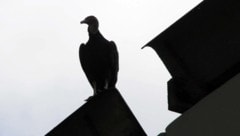 Der Pleitegeier kreist über Mangold Bau.