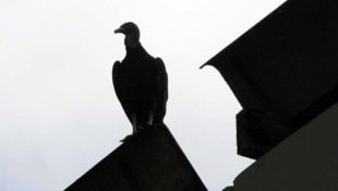 Und wieder kreist der Pleitegeier.