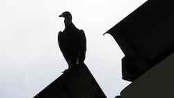 Der Pleitegeier kreist über Mangold Bau.