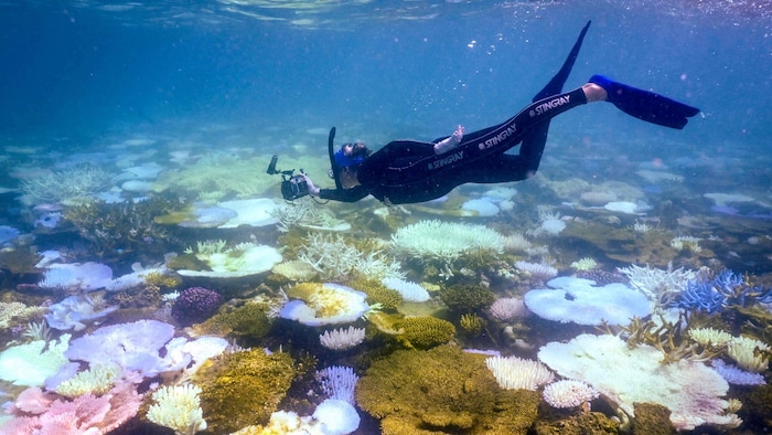 Eine Forscherin untersucht das Great Barrier Reef – auch der Zustand dieses Riffs bereitet den ...