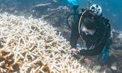 Das Ausmaß der Korallenbleiche im Westen Australiens ist alarmierend, warnen Forscher.