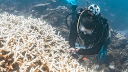Das Ausmaß der Korallenbleiche im Westen Australiens ist alarmierend, warnen Forscher.