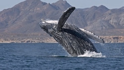 Buckelwale (Archivbild) wurden besonders oft beim Spiel mit Delfinen beobachtet. 