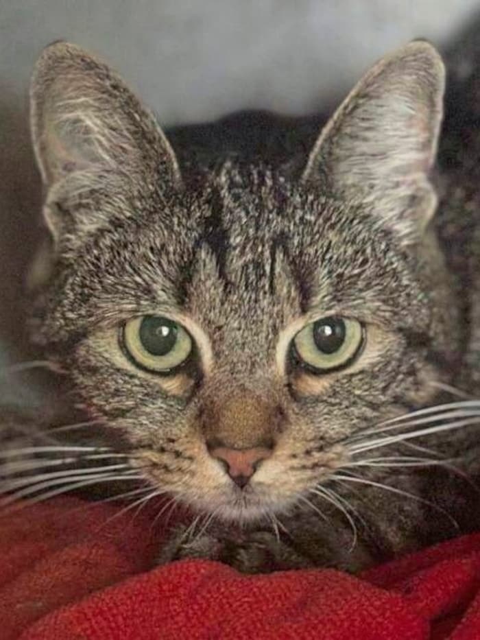 Katzendame Daisy sucht neues Plätzchen