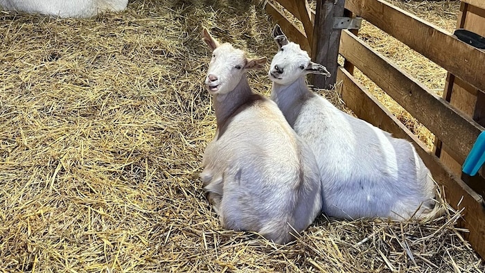 Ziegenzwillinge Hanni & Nanni