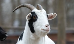 Der Wanderer wollte der Ziege über die Felsen helfen.