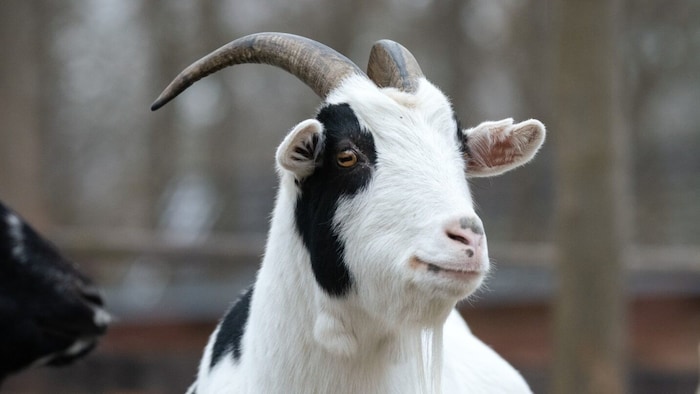 Ferdi