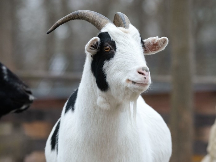 Ferdi