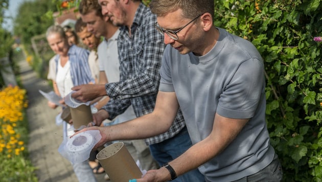 Am Dienstag wurden im Heimgarten „Schöne“ Tausende sterilisierte Tigermückenmännchen ...