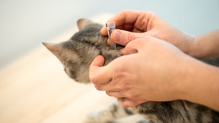 Spot-On Mittel helfen, die lästigen Krabbler abzuwehren.