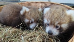 Pada-stisch!  Es handelt sich um ein Männchen und ein Weibchen