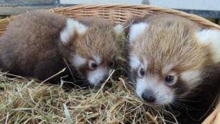 Pada-stisch!  Es handelt sich um ein Männchen und ein Weibchen
