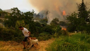 Ein Mann bringt seine Ziegen auf Patras vor den Flammen in Sicherheit.