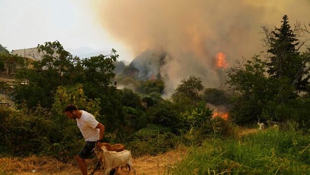 Ein Mann bringt seine Ziegen auf Patras vor den Flammen in Sicherheit.