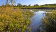 Das Kühwörther Wasser in der Unteren Lobau ist derzeit gut befüllt. Wegen der Regenfälle kam es ...