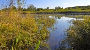 Das Kühwörther Wasser in der Unteren Lobau ist derzeit gut befüllt. Wegen der Regenfälle kam es ...