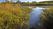Das Kühwörther Wasser in der Unteren Lobau ist derzeit gut befüllt. Wegen der Regenfälle kam es ...