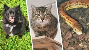 Blacky, Luca und Nudel warten im Tierheim auf neue Besitzer.