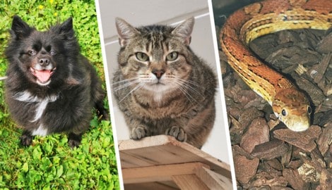 Blacky, Luca und Nudel warten im Tierheim auf neue Besitzer.