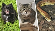 Blacky, Luca und Nudel warten im Tierheim auf neue Besitzer.