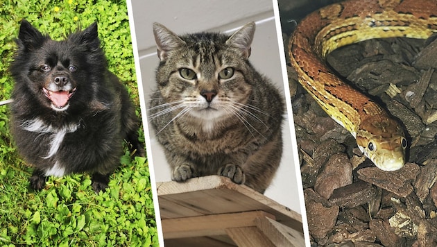 Blacky, Luca und Nudel warten im Tierheim auf neue Besitzer.