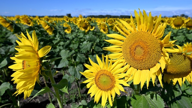 Derzeit steigt das Thermometer im Ländle flächendeckend über die 30-Grad-Marke.