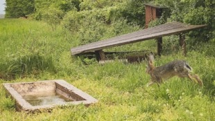 Auch Feldhasen lieben den Sprung ins kühlende Nass.