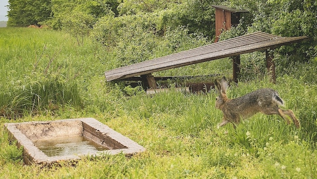Auch Feldhasen lieben den Sprung ins kühlende Nass.
