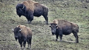 Ausgewachsene Bisonbullen können ein Gewicht von bis zu einer Tonne erreichen.