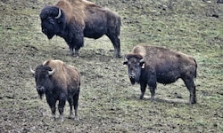 Ausgewachsene Bisonbullen können ein Gewicht von bis zu einer Tonne erreichen.