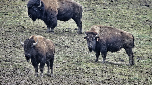 Ausgewachsene Bisonbullen können ein Gewicht von bis zu einer Tonne erreichen.